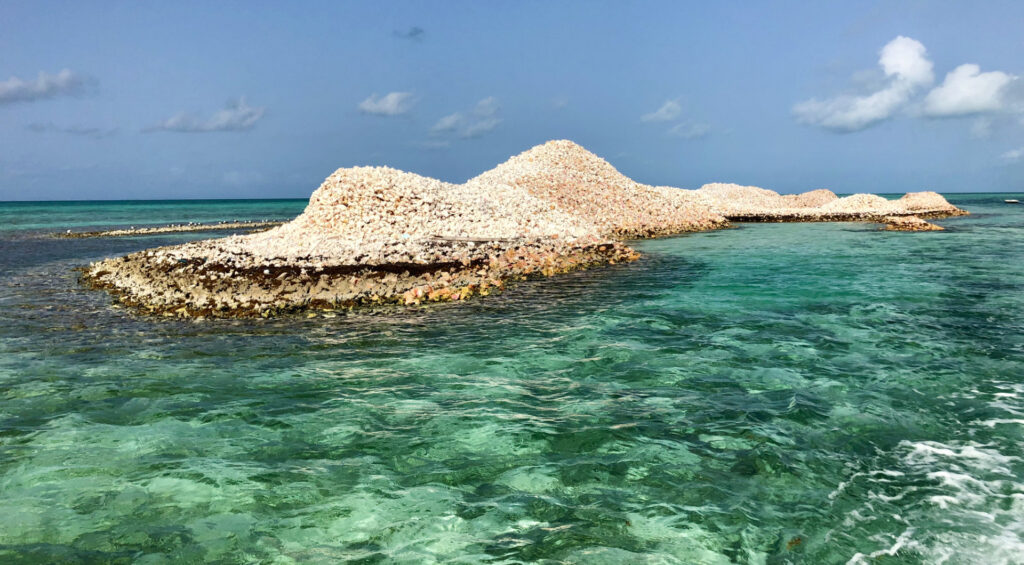 Anegada Conch Mountain